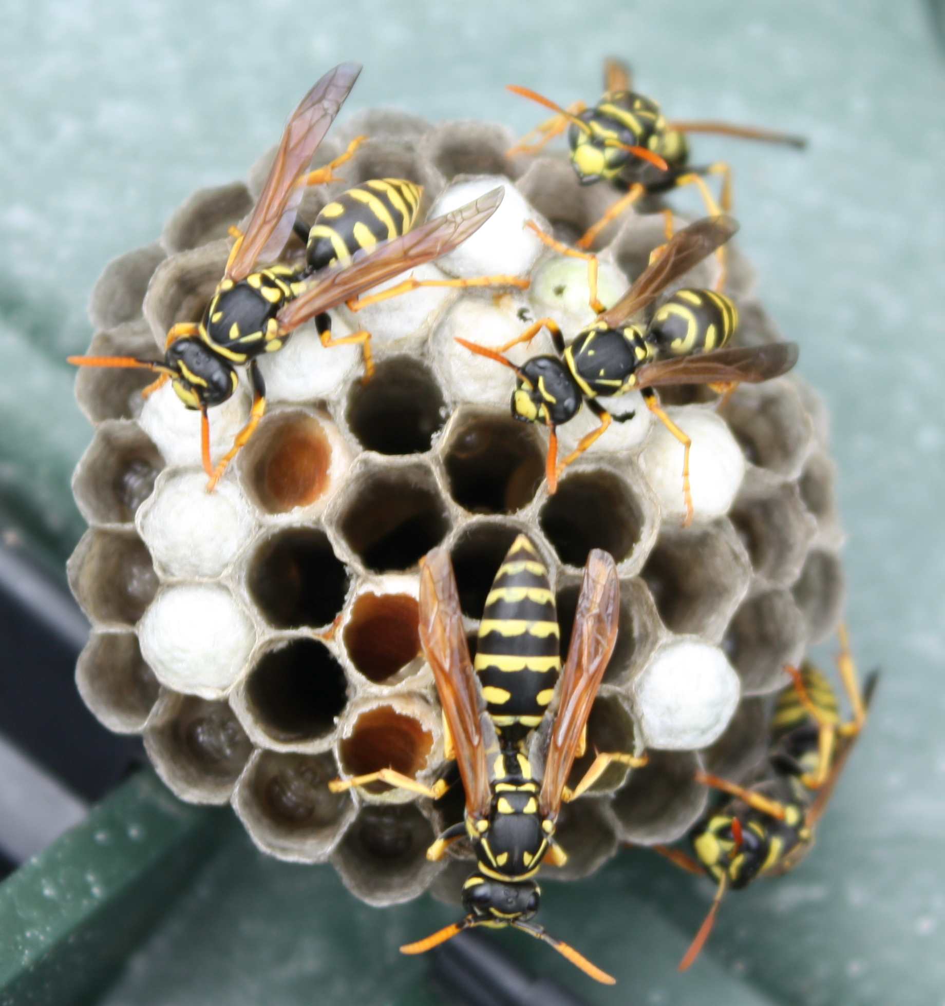 wasp removal